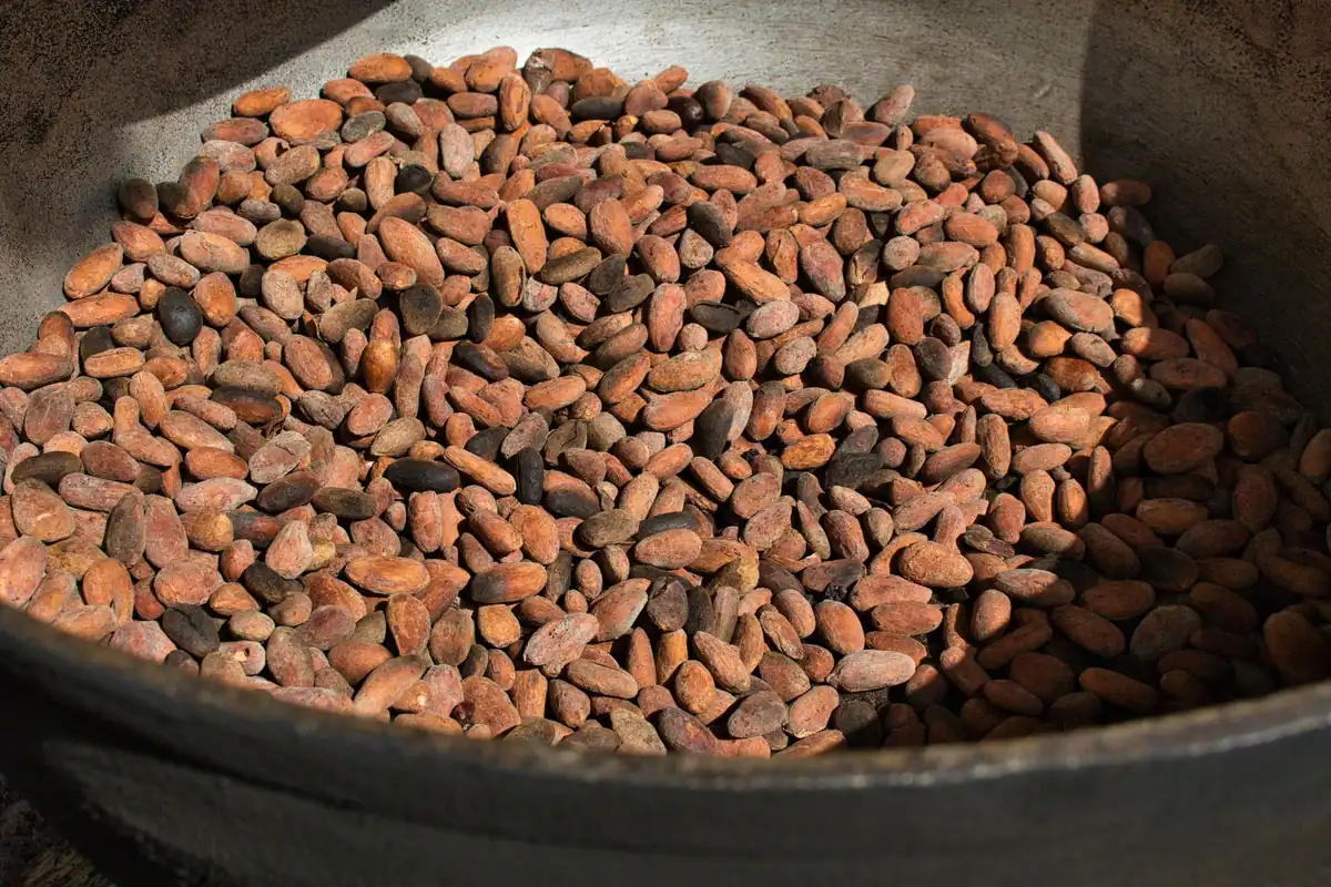 Boabe de cacao într-un vas mare, aliment bogat în oxalați și fitați