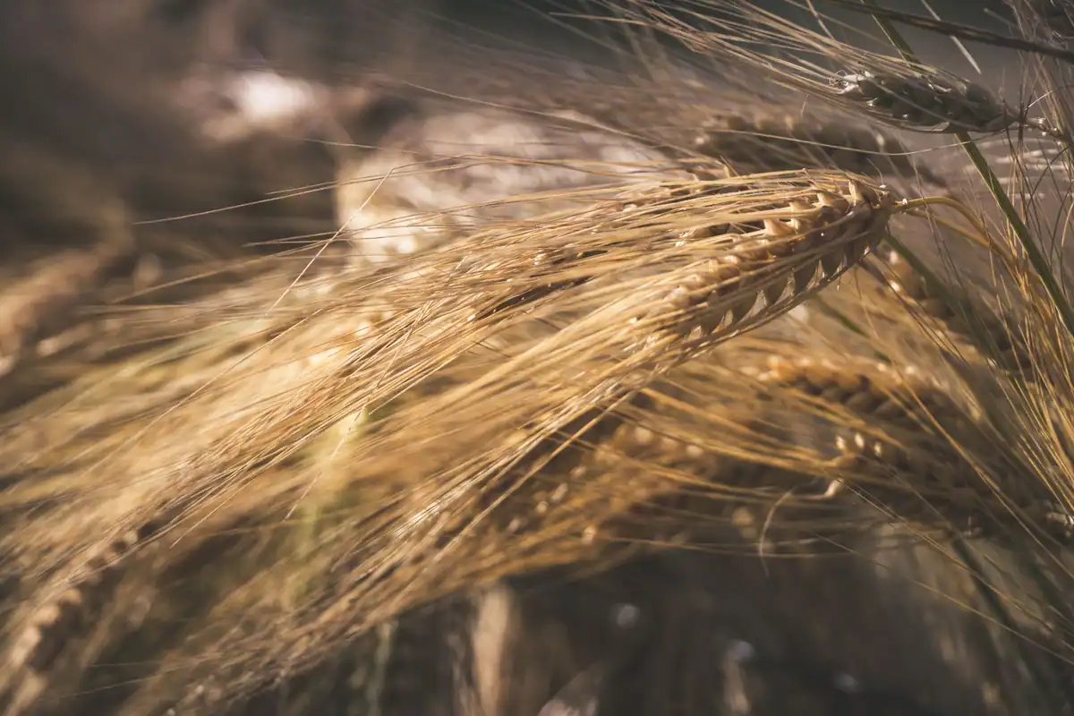Spice de grâu aurii într-un lan la apus, cereala care conține gluten